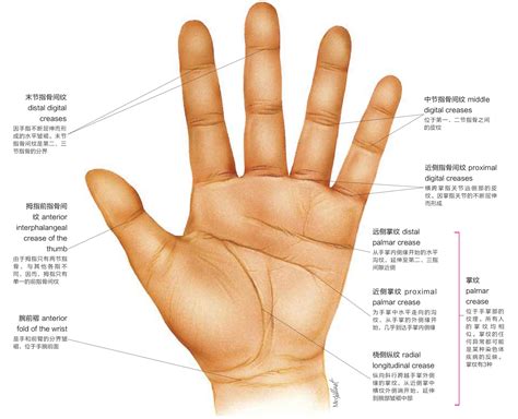 手指纹路|手相基础：几种重要的手纹图解